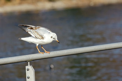 Close-up of seagull perching on water