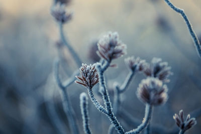 Close-up of dried plant