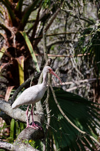 Bird perching on a tree