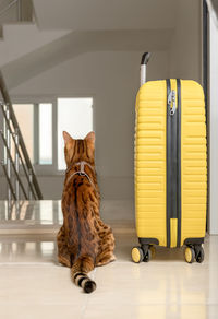 A cute cat sits near the suitcase and looks out the open door. traveling with pets.