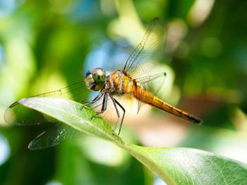 Close-up of insect on leaf