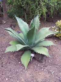 High angle view of cactus plant on field