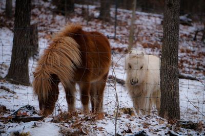 Horse standing on field during winter