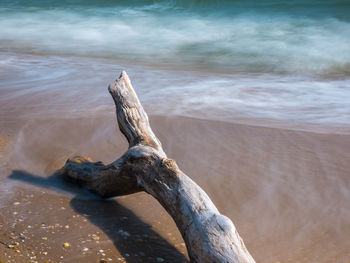 Close-up of tree by sea