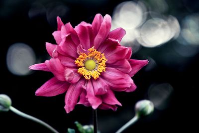 Close-up of pink flower