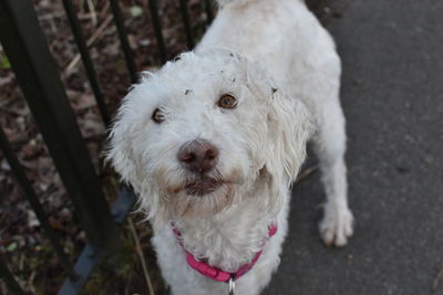 Close-up portrait of white dog