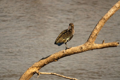 Close-up of ibis perching on branch