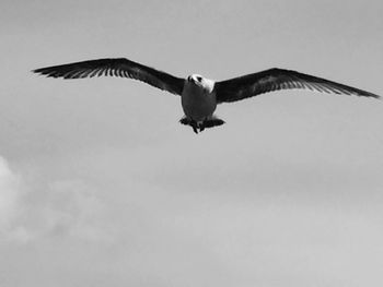 Low angle view of eagle flying in sky