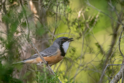 Close-up of bird perching on branch