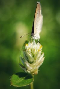 Close-up of butterfly pollinating on flower