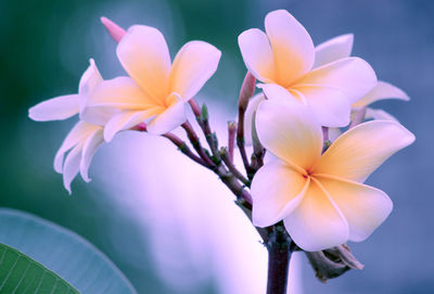 Close-up of purple flowers