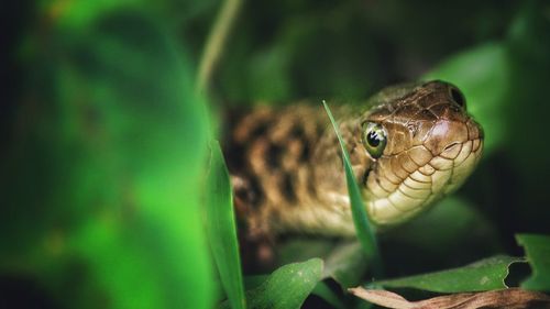 Close-up of lizard on land