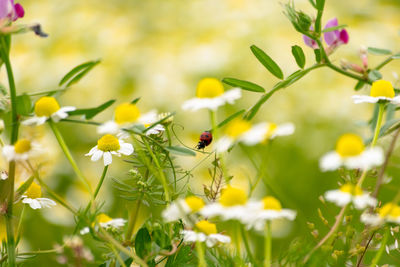 Close-up of insect pollinating on flower