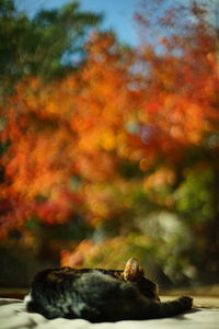 autumn