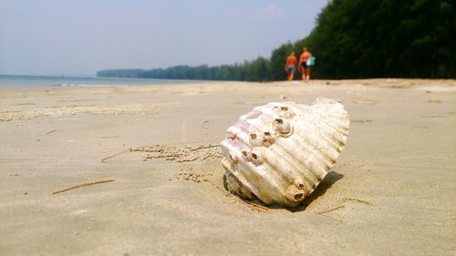 Close-up of seashell at beach