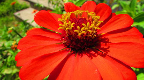 Close-up of red flower