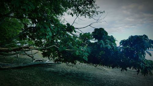 Trees against sky