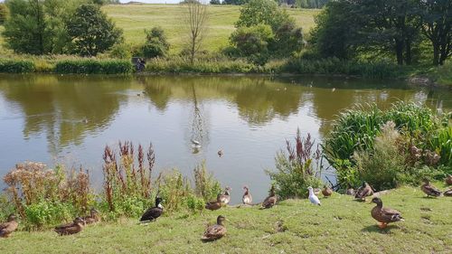 View of birds in lake