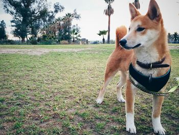 Shiba inu standing on grassy field at park