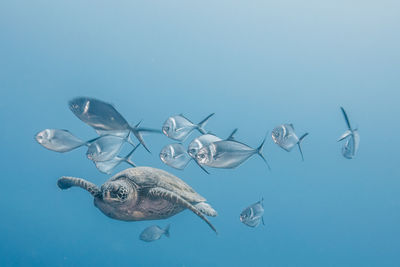 Fishes swimming in sea