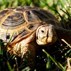 Close-up of turtle