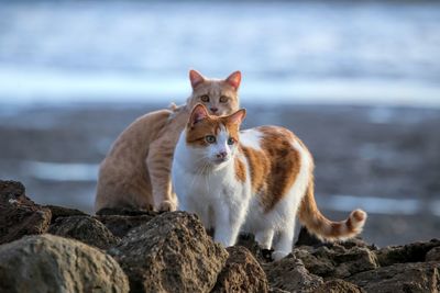Two cats on a rocky shoreline