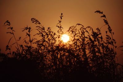 Close-up of silhouette plants against sky during sunset