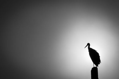 Low angle view of bird perching on silhouette against clear sky