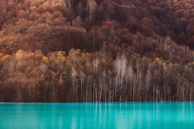 Scenic view of lake in forest