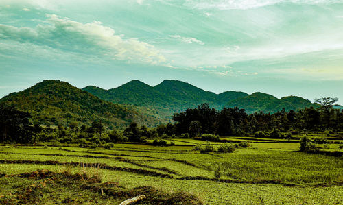 Scenic view of agricultural field against sky