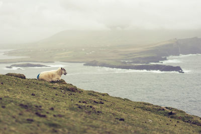 Sheep on a waterfront