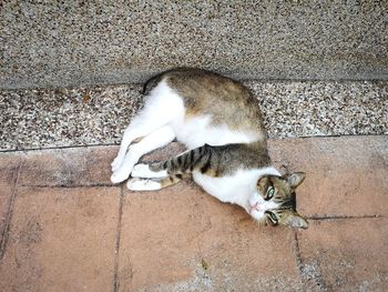 High angle view of cat resting on footpath
