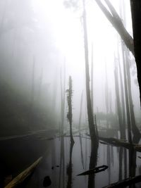 Scenic view of forest against sky