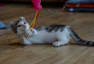 Close-up of cat lying on floor