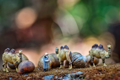 Close-up of sheep in the ground