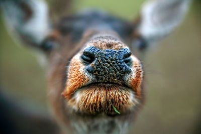 Close-up of an animal