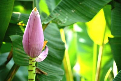 Close-up of purple water lily on leaves