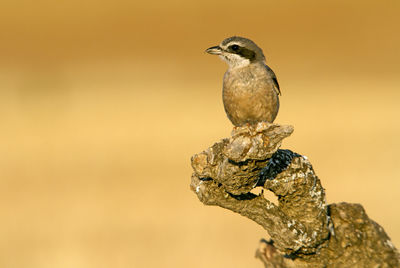 Close-up of birds perching on rock