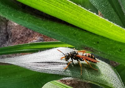 Close-up of insect on leaf