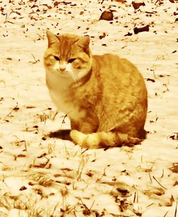 Close-up portrait of cat