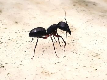 Close-up of ant