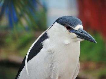 Close-up of bird