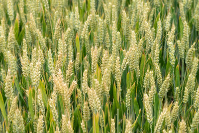 Full frame shot of wheat field