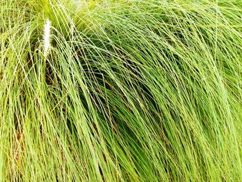 Full frame shot of grass on field