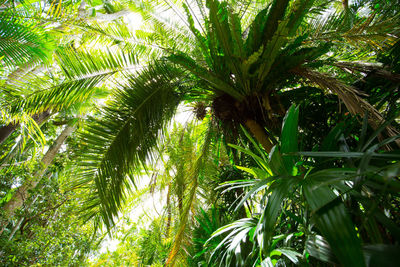 Low angle view of palm trees