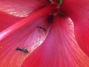 Close-up of insect on red flower