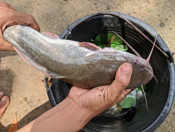 High angle view of hand holding fish