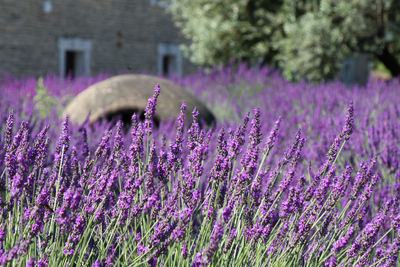 Close-up of purple flowering plants on field