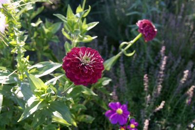 Close-up of flowers blooming outdoors