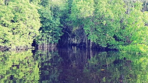 Scenic view of lake in forest